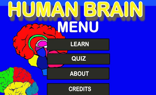 Human Brain