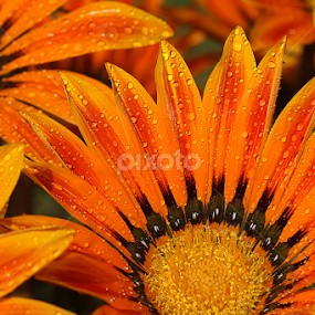 by Bharat Dudeja - Flowers Single Flower
