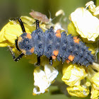 Seven-spot ladybird larva