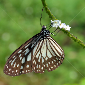 buterfly by Ricky Lendarizch - Animals Insects & Spiders