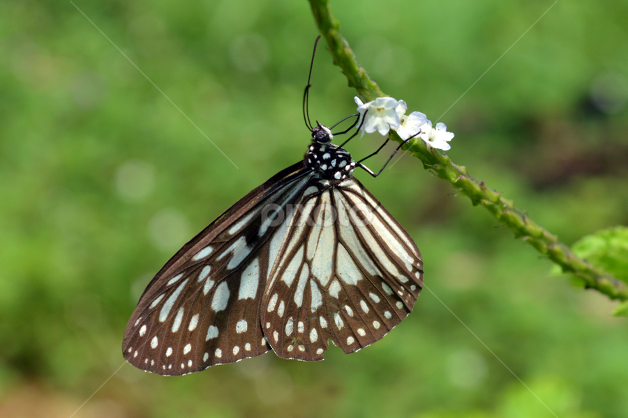 buterfly by Ricky Lendarizch - Animals Insects & Spiders