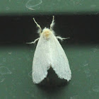 White Tussock Moth