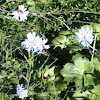 Chicory