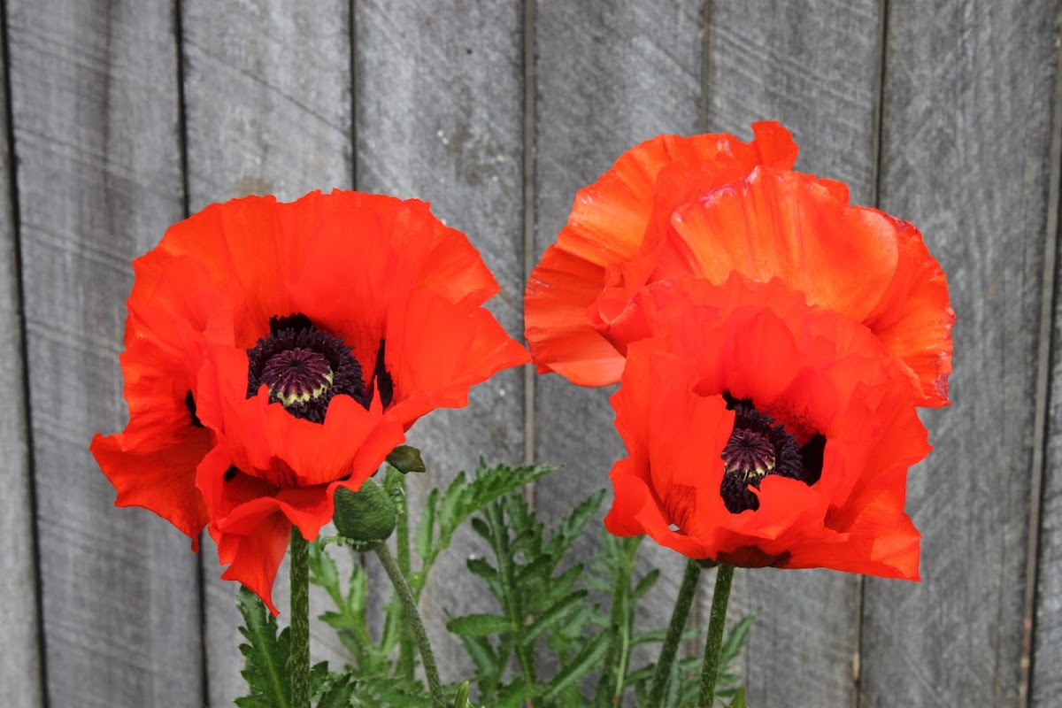 Oriental Poppy