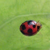 Another 9 spotted Ladybug