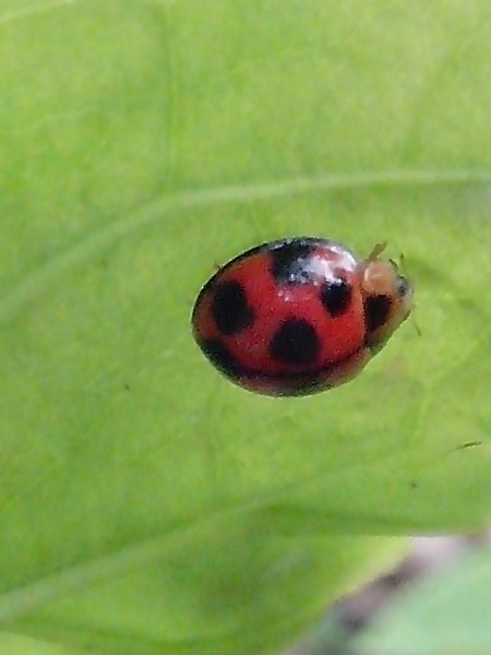 Another 9 spotted Ladybug