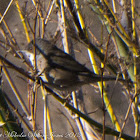 Sardinian Warbler; Curruca Cabicinegra