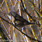 Sardinian Warbler; Curruca Cabicinegra