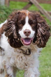 English SpringerSpaniel Puzzle poster 2