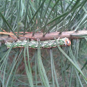 Pine Hawk-moth caterpillar