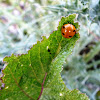 Seven Spotted Lady Bug