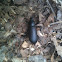 Black beetle/Tenebrionidae