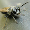 Sand dauber wasp