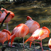 American Flamingo