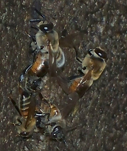 Western or European Honey Bee