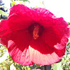 Rose Mallow "Dinner Plate Hibiscus"