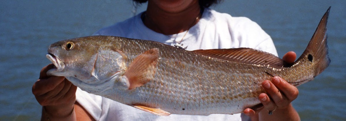 Red Drum