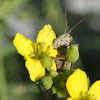 Clear-winged Grasshopper