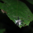 Banded Tussock Moth - Hodges#8203