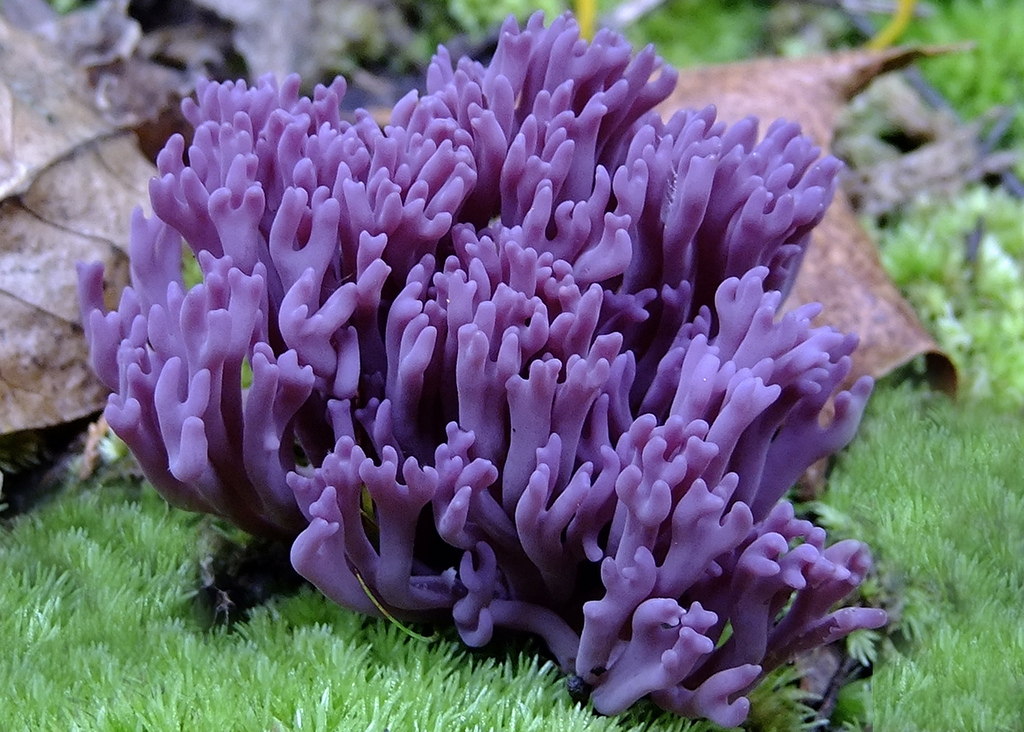 Amethyst Coral Fungus