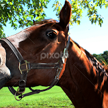 What'choo Lookin' At? by Rhonda Silverton -  