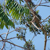 Fork-tailed Flycatcher (Tijereta sabanera)