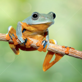 Lonely by Kurit Afsheen - Animals Amphibians