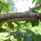 Hibiscus Leaf Moth Larvae