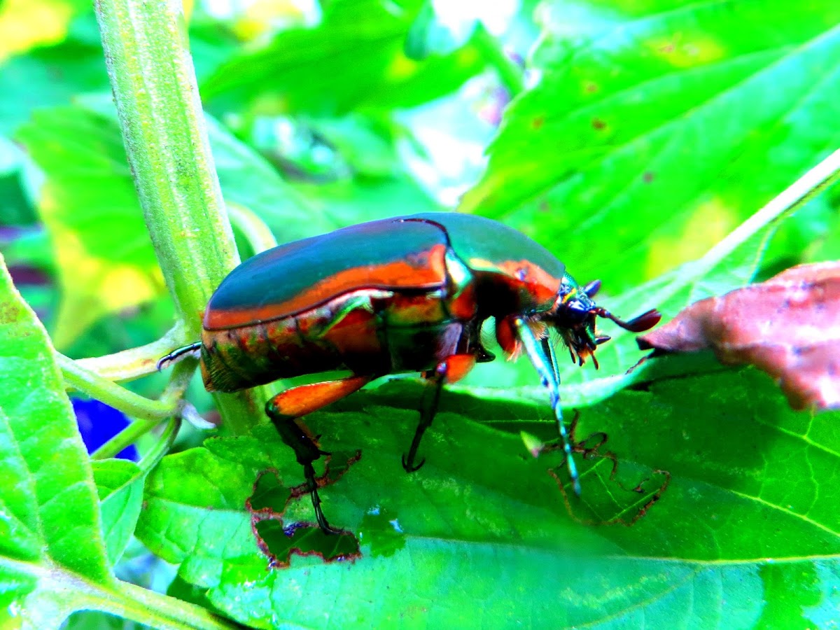 Metallic green fig beetle (Cotinis mutabilis)