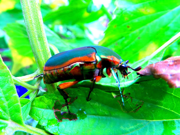 Metallic Green Fig Beetle Cotinis Mutabilis Project Noah 7342