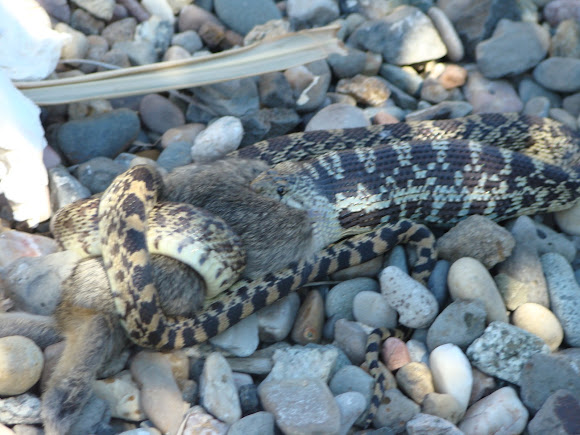 gopher snake eating