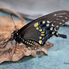 Black Swallowtail