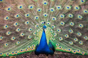 Peacock Proud by Deborah Felmey - Animals Birds