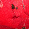 aphids & camellia
