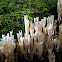 Coral Fungi