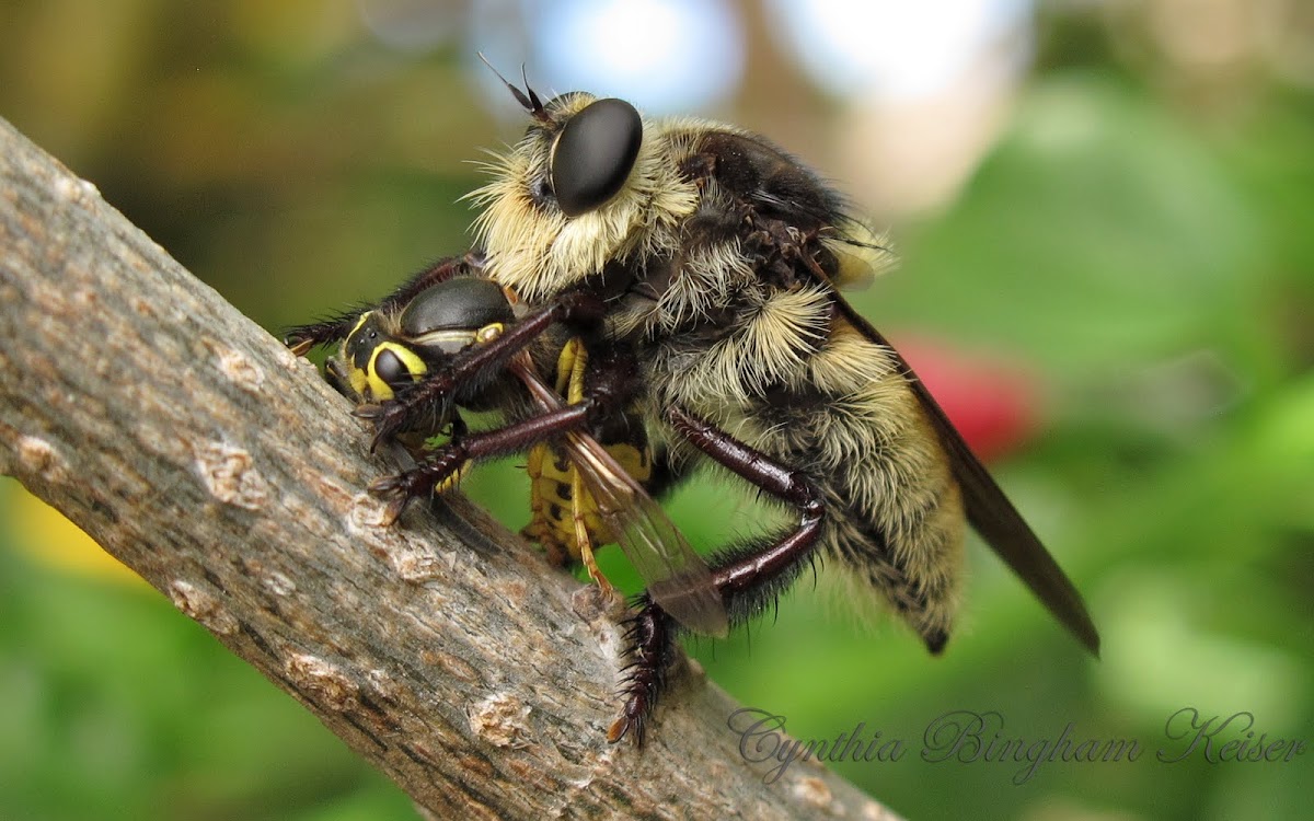 Bee Killer Fly