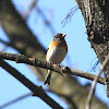 Brambling