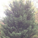 Leyland Cypress