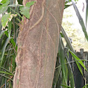 Pie de Cabra, Árbol Costa Rica, Camels foot tree