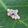 Parasitoid wasp on stink bug eggs