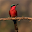 Bird Jigsaw Puzzle Download on Windows