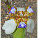 Walking Iris, Walking Stick Plant