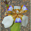 Walking Iris, Walking Stick Plant