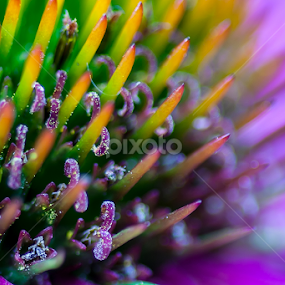 Details by David Millard - Abstract Macro