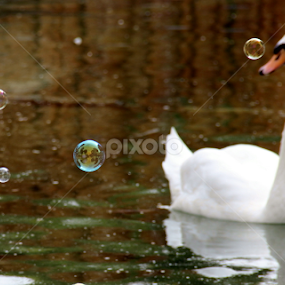 by Evelthon Charalambous - Animals Other
