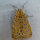 Crotalaria Pod Borer