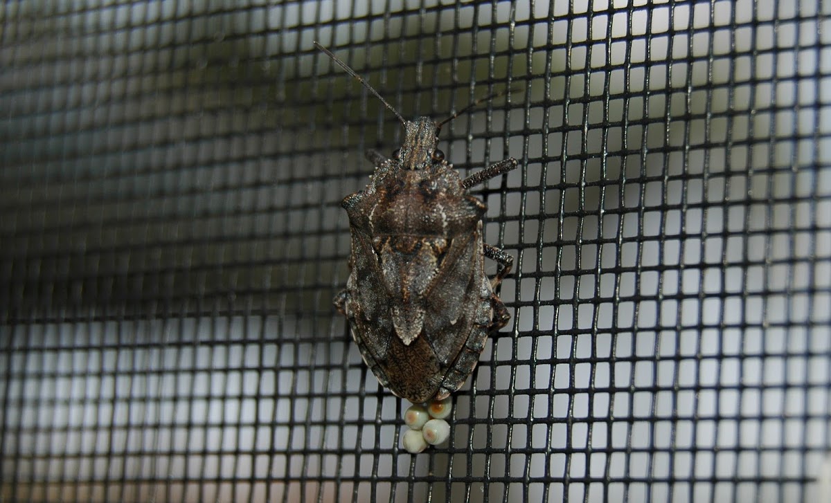 Brown Marmorated Stink Bug w/ Eggs