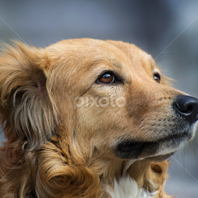 by Jignesh Chauhan - Animals - Dogs Portraits
