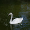 cisne (swan)