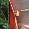 Leaf Chafer Beetle